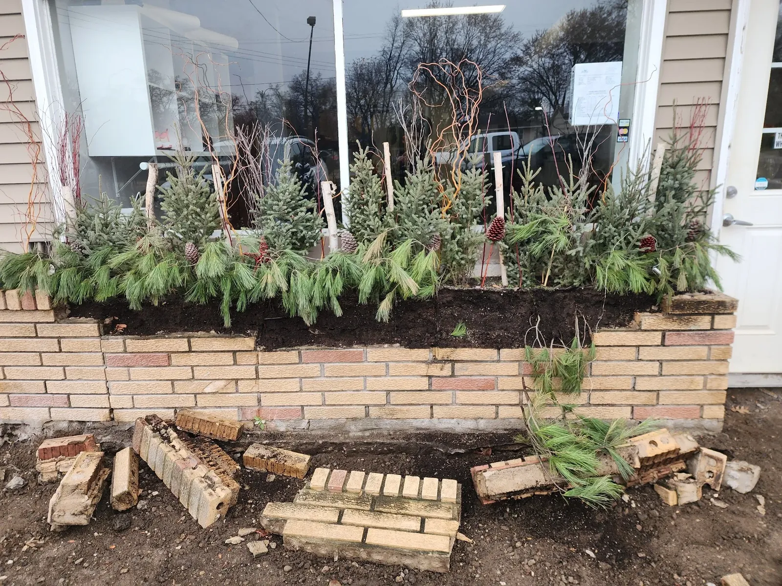 Brick storefront planter opened for repair beneath winter greenery